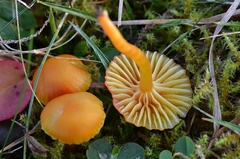 Hygrocybe insipida