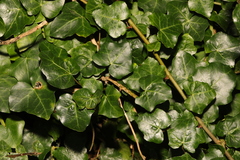 Hedera helix