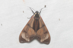 Dysschema leucophaea