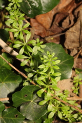 Galium aparine
