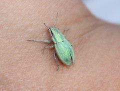 Pantomorus viridisquamosus