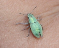 Pantomorus viridisquamosus