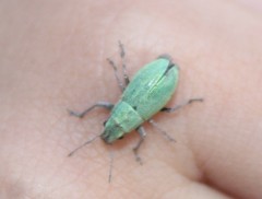 Pantomorus viridisquamosus
