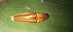 Semiotus ligneus