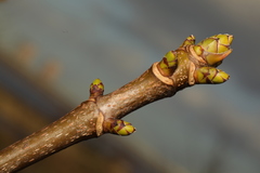 Acer pseudoplatanus