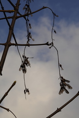Acer pseudoplatanus