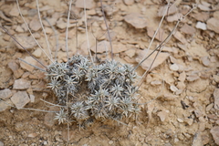Eriogonum havardii