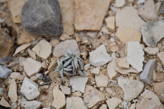 Eriogonum havardii