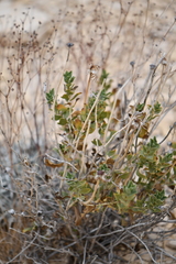 Xylorhiza wrightii