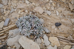 Eriogonum havardii