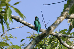 Chrysococcyx maculatus