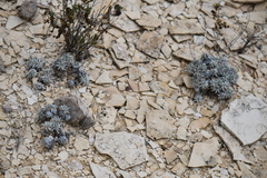 Eriogonum havardii