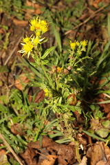 Senecio squalidus