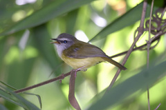 Abroscopus superciliaris