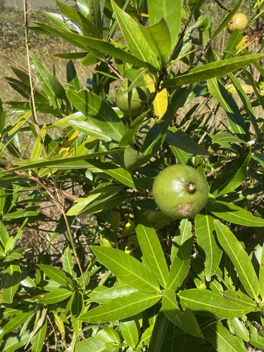Alibertia edulis