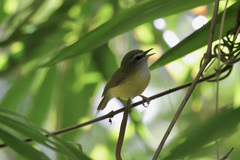 Abroscopus superciliaris