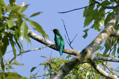 Chrysococcyx maculatus