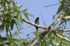 Chrysococcyx maculatus