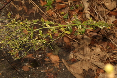 Erigeron canadensis