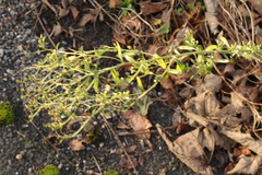 Erigeron canadensis