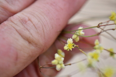 Eriogonum havardii