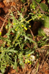 Senecio vulgaris