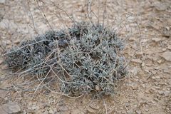 Eriogonum havardii