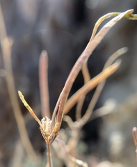 Boechera evadens