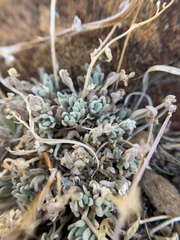 Boechera evadens