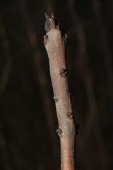 Fraxinus excelsior