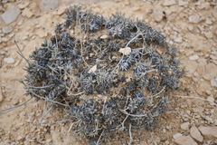 Eriogonum havardii
