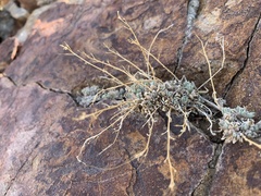 Boechera evadens
