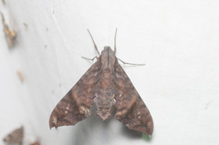 Nyceryx hyposticta