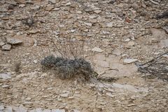 Eriogonum havardii