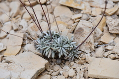 Eriogonum havardii