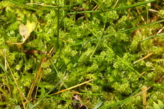 Rhytidiadelphus squarrosus
