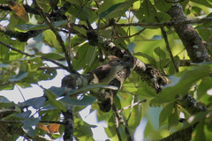 Alophoixus ochraceus