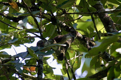 Alophoixus ochraceus