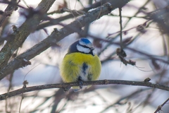 Cyanistes caeruleus