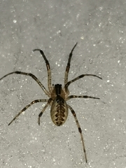 Pityohyphantes phrygianus