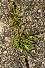Poa annua