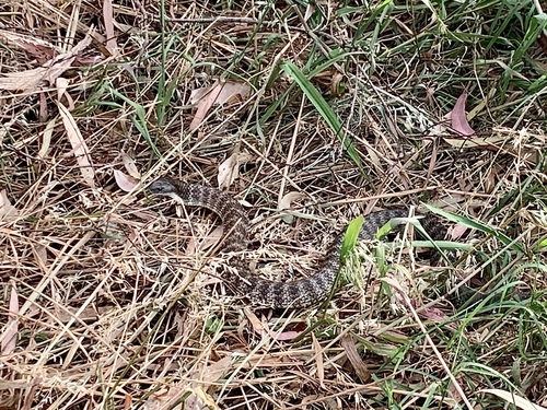 Tiger Snake sighting