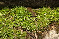 Draba verna