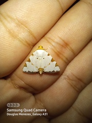 Eulepidotis testaceiceps