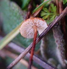 Crinipellis scabella