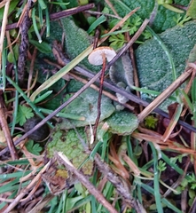 Crinipellis scabella