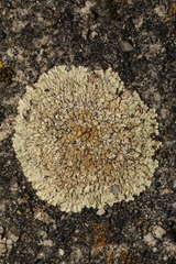 Protoparmeliopsis muralis