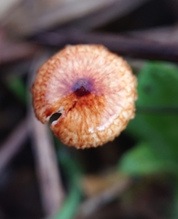 Crinipellis scabella