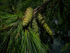 Pinus chiapensis