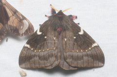 Paradirphia andicola